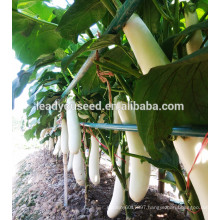 ME04 Baiifeng white long eggplant seeds in hybrid seeds for sale